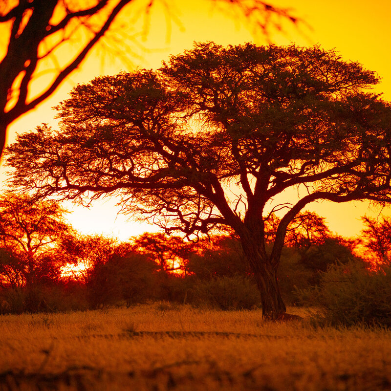 Camelthorn tree at dusk Camelthorn tree in the last light