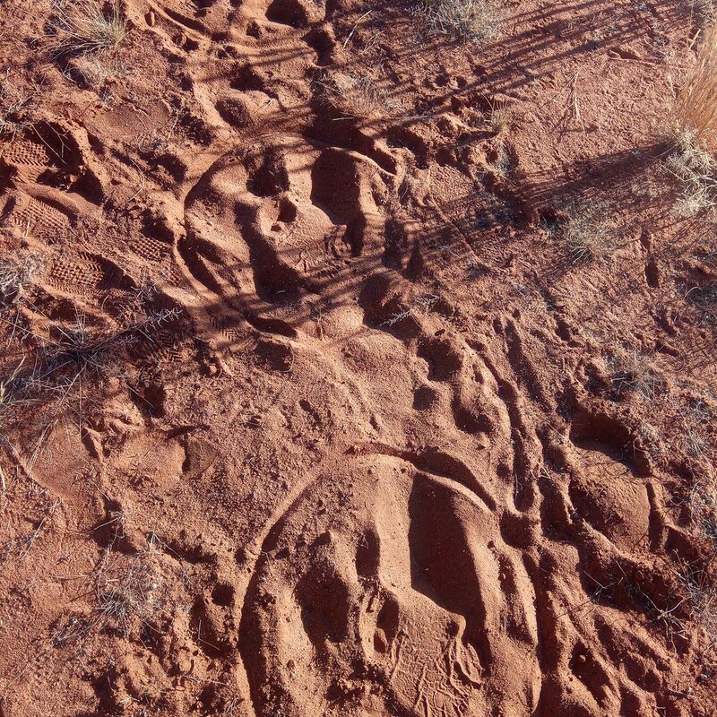 Widltrack automatisch Fußabdrücke erkennen Fußabdrücke identifizieren Wildtrack Kuzikus Namibia