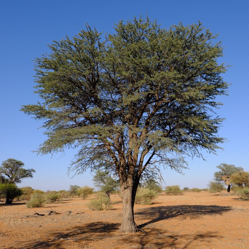 Schirmart der Kalahari der Kameldornbaum Schirmarten der Kalahari schützen der Kameldornbaum Kuzikus