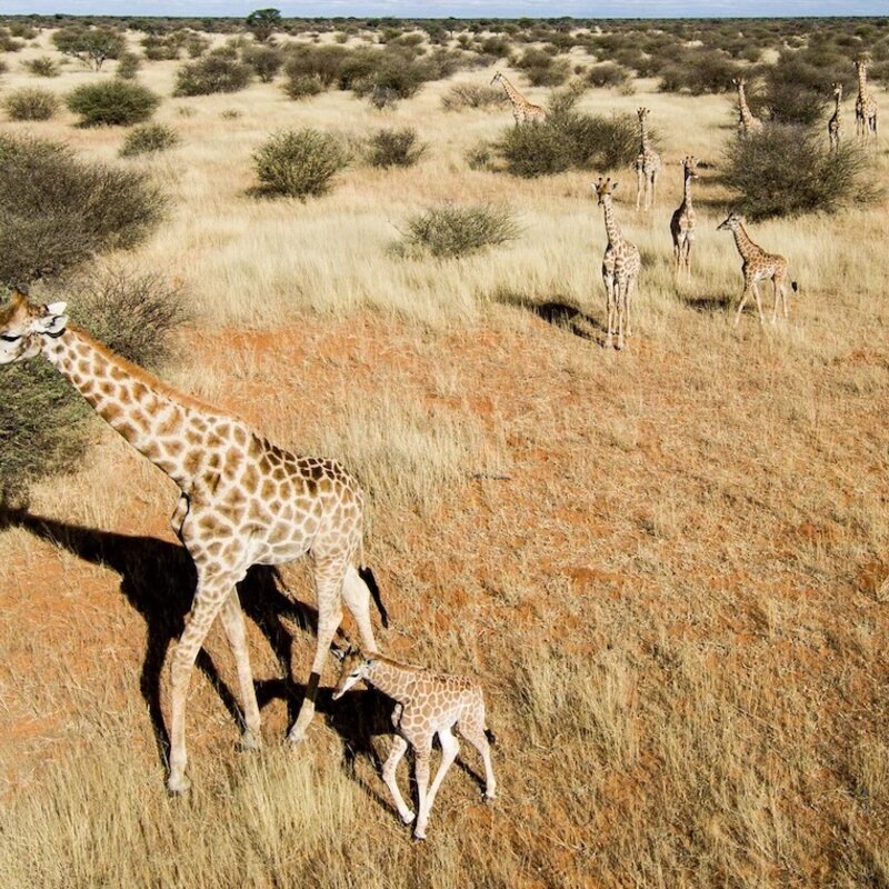 Zwei Giraffen in der Kalahari Kuzikus Ökosystem erhalten mit Naturschutz Namibia Kuzikus