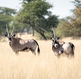 Wildtiermanagement Kuzikus Wildlife Reserve & Astro G&auml;stefarm Kalahari Namibia