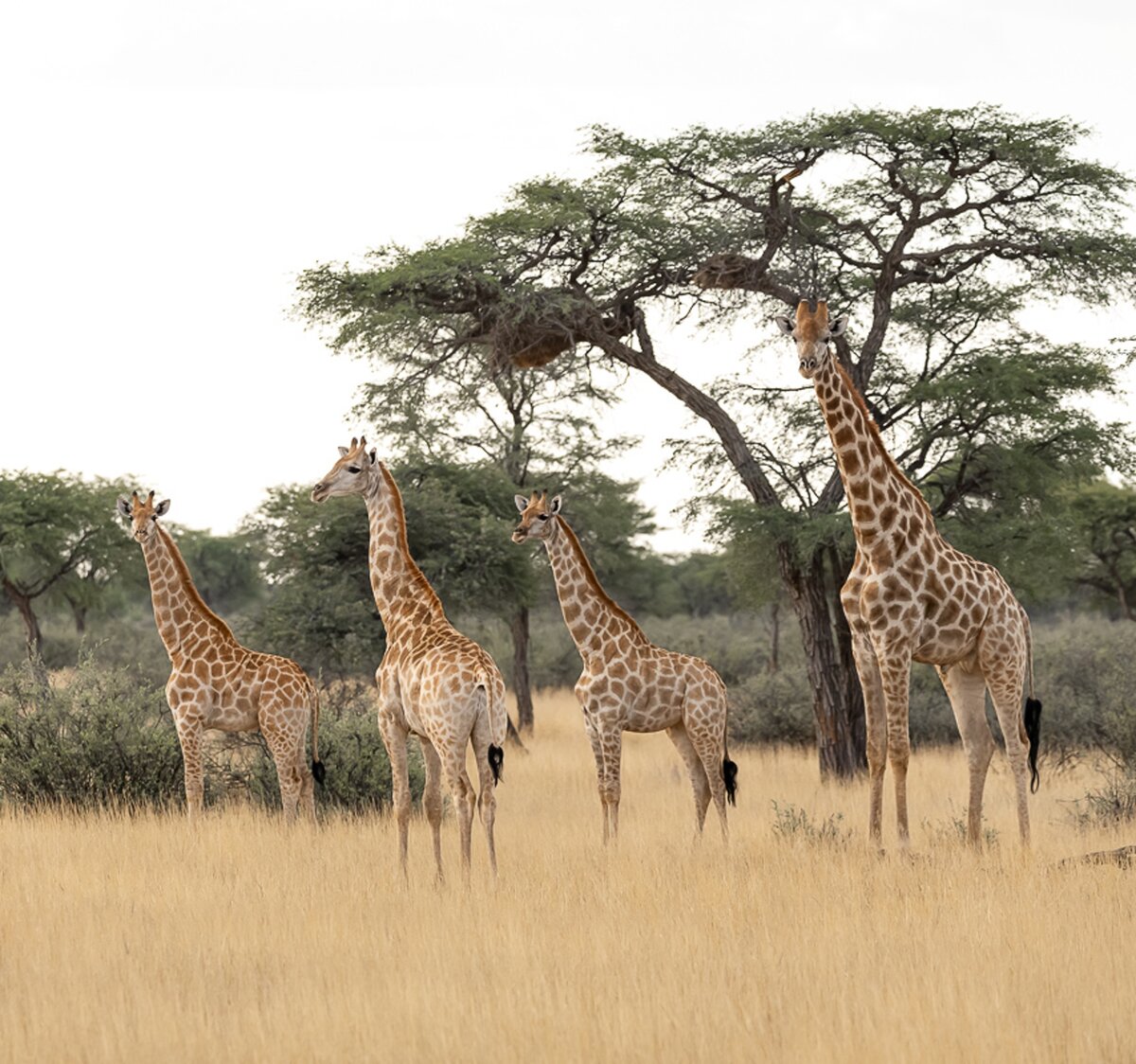 Giraffenz&auml;hlung Wildtiermanagement Biologen Exkursion