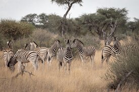 Zebraz&auml;hlung Wildtiermanagement Kuzikus Wildlife Reserve Kalhari Namibia
