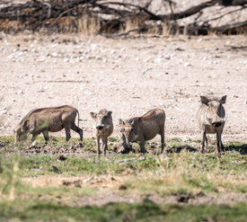 Wildtiermanagement Biologen Exkursion Kalahari Namibia