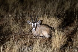 Nightdrive Tierbeobachten Kuzikus Wildlife Reserve Kalhari Namibia