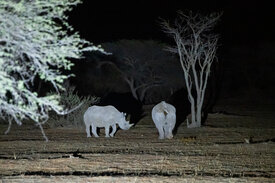 Nachtfahrt Savanne Kalahari Namibia