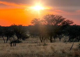 Game drive Sonnenuntergang Kuzikus Kalahari Wildlife Reserve & Astro G&auml;stefarm