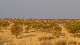Wandern Savanne Kalahari Kuzikus Wildllife Reserve & Astro G&auml;stefarm