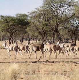 Ansitzen beobachten Elend Herde Kuzikus Kalahari Wildlife Reserve 