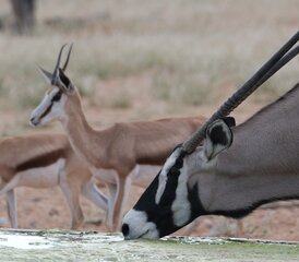 Ansitzen beobachten Wasserloch Tier Kalahari Namibia Kuzikus Wildlife Reserve