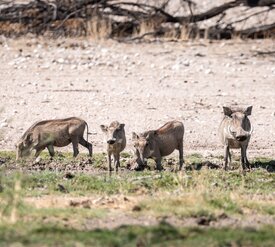 Ansitzen Warzenschweine Wasserloch Kuzikus Wildlife Reserve Kalahari Namibia