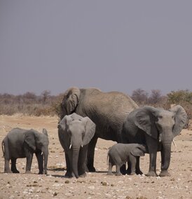 Elfanten beobachten Tagesausflug von Kuzikus Namibia