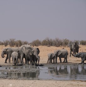 Elefanten Tagesausflug Kuzikus Namibia