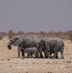 Ausflug zu den Elefanten von Kuzikus aus Namibia Kalahari