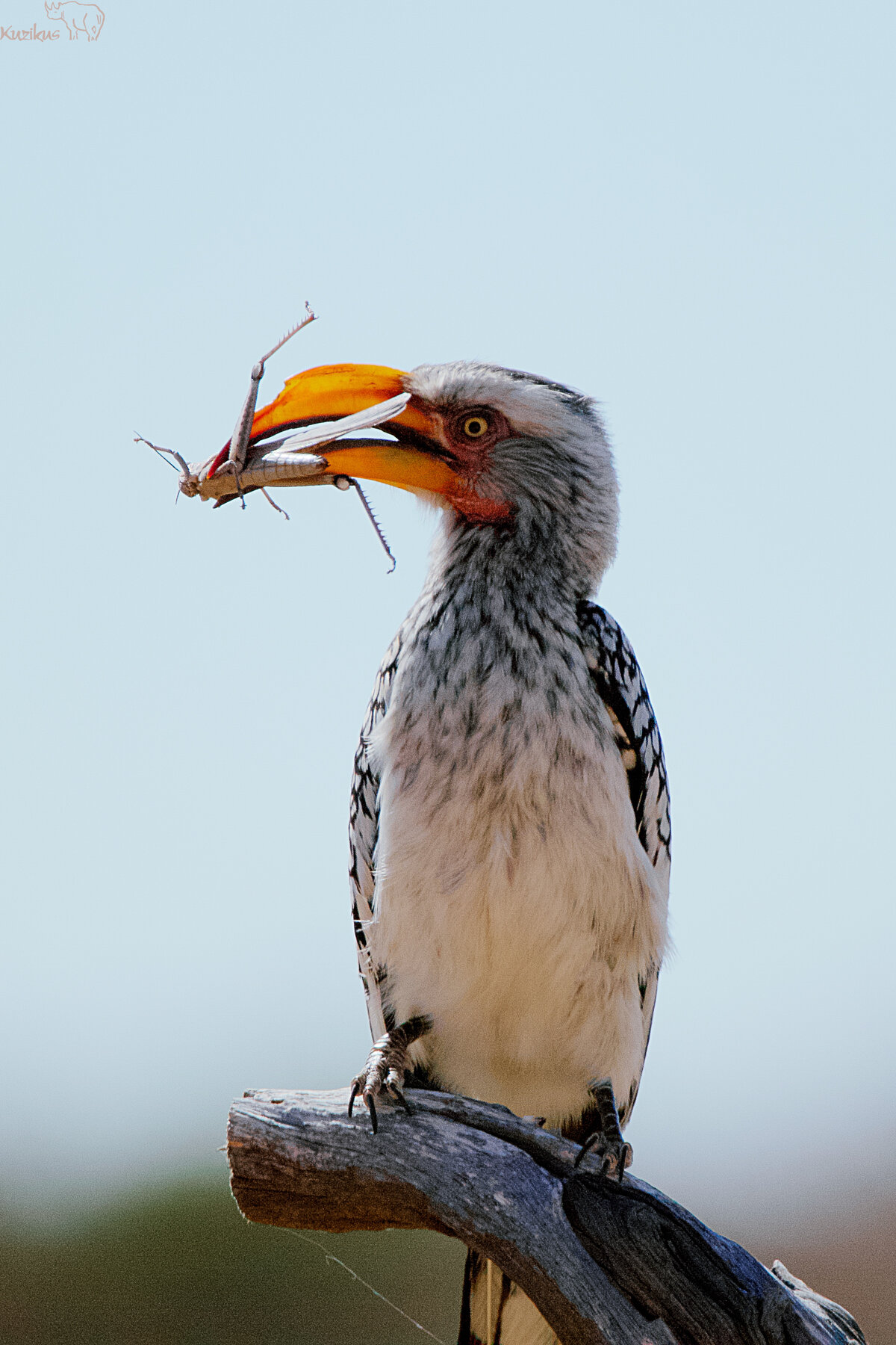 Voegelbeobachtung Birdwatching Kuzikus wildlife Reserve & Astro G&auml;stefarm Kalahari Namibia