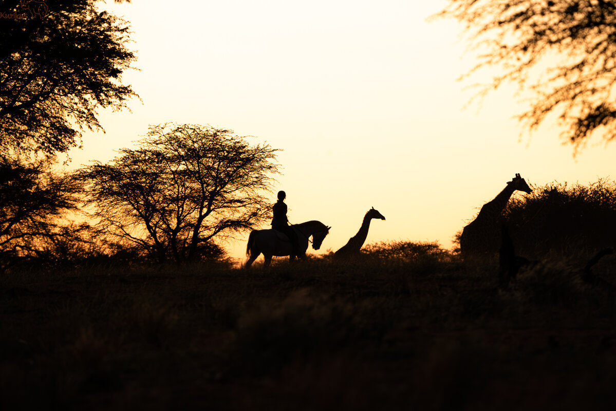 Reiter mit Giraffe im letzten Licht