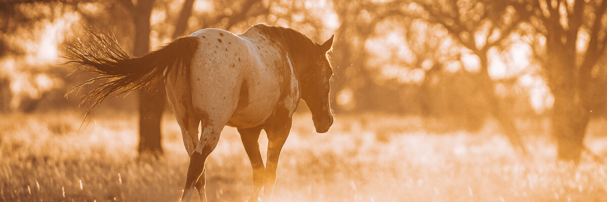 free horse after Sunsetride