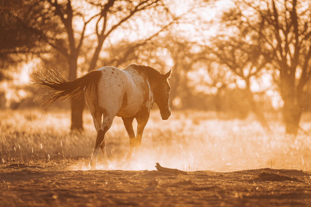free horse after Sunsetride