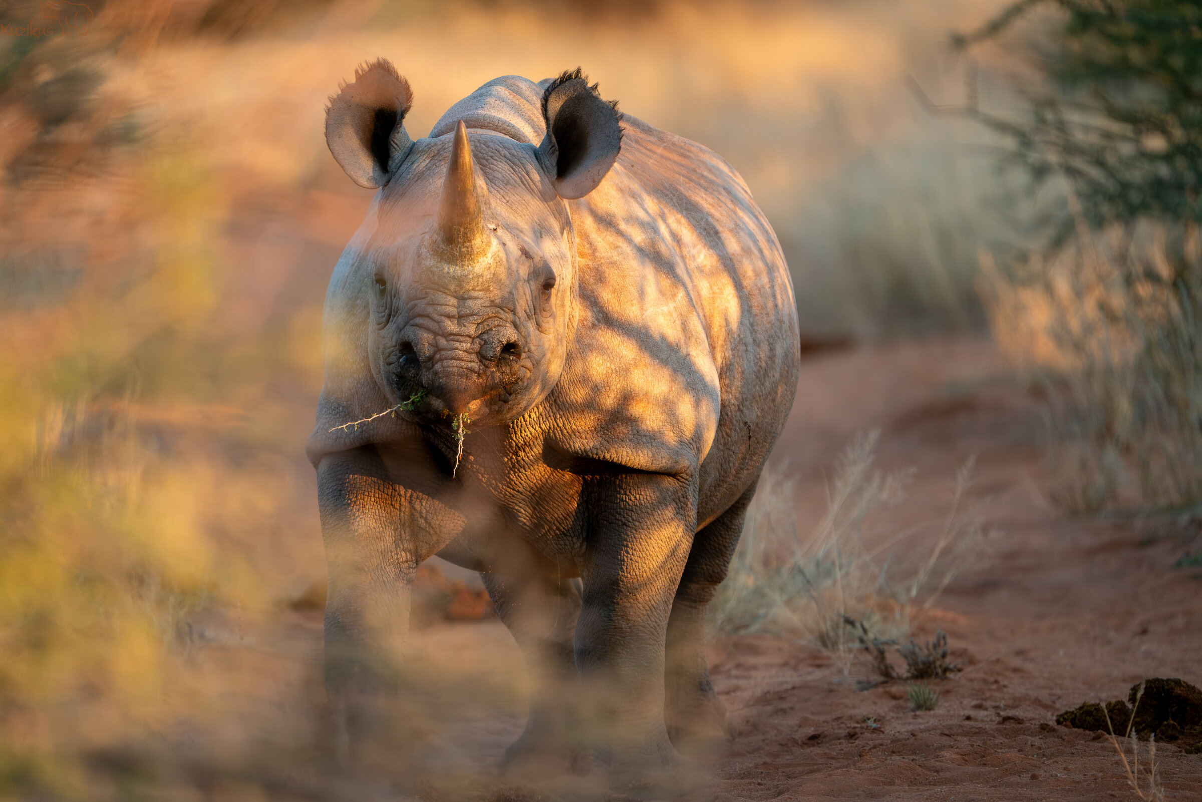 in the morning hour a young Black Rhino spotted you 