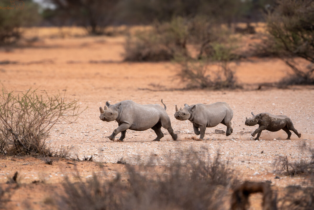 Nashorn im Galopp