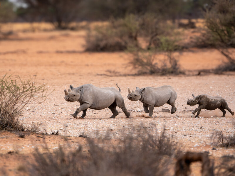 Nashorn im Galopp