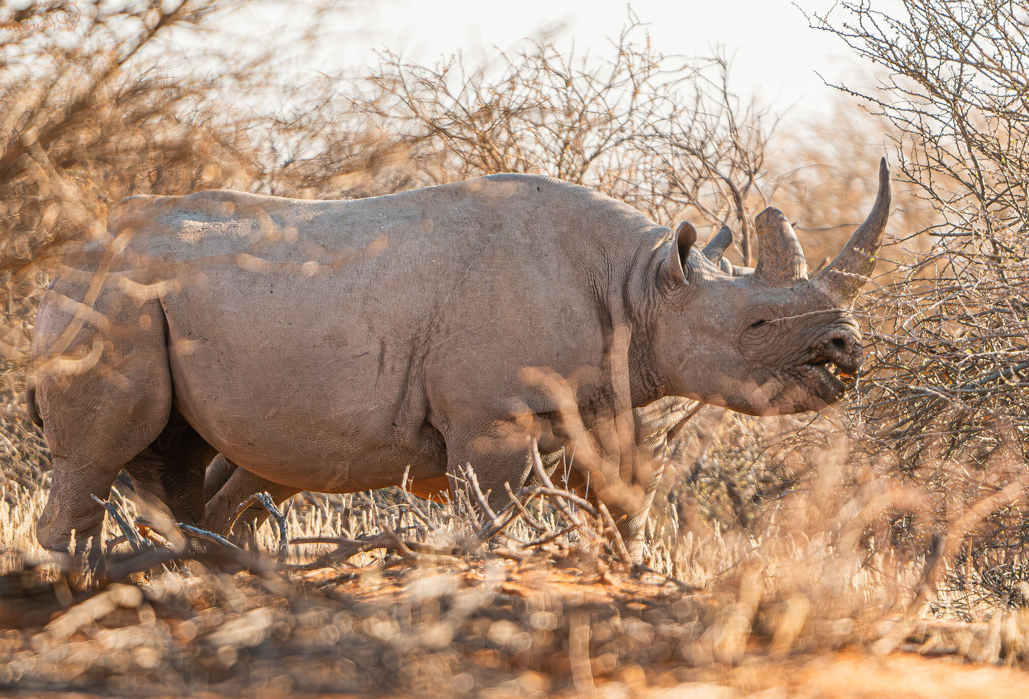 Spitzmaulnashorn beim fressen