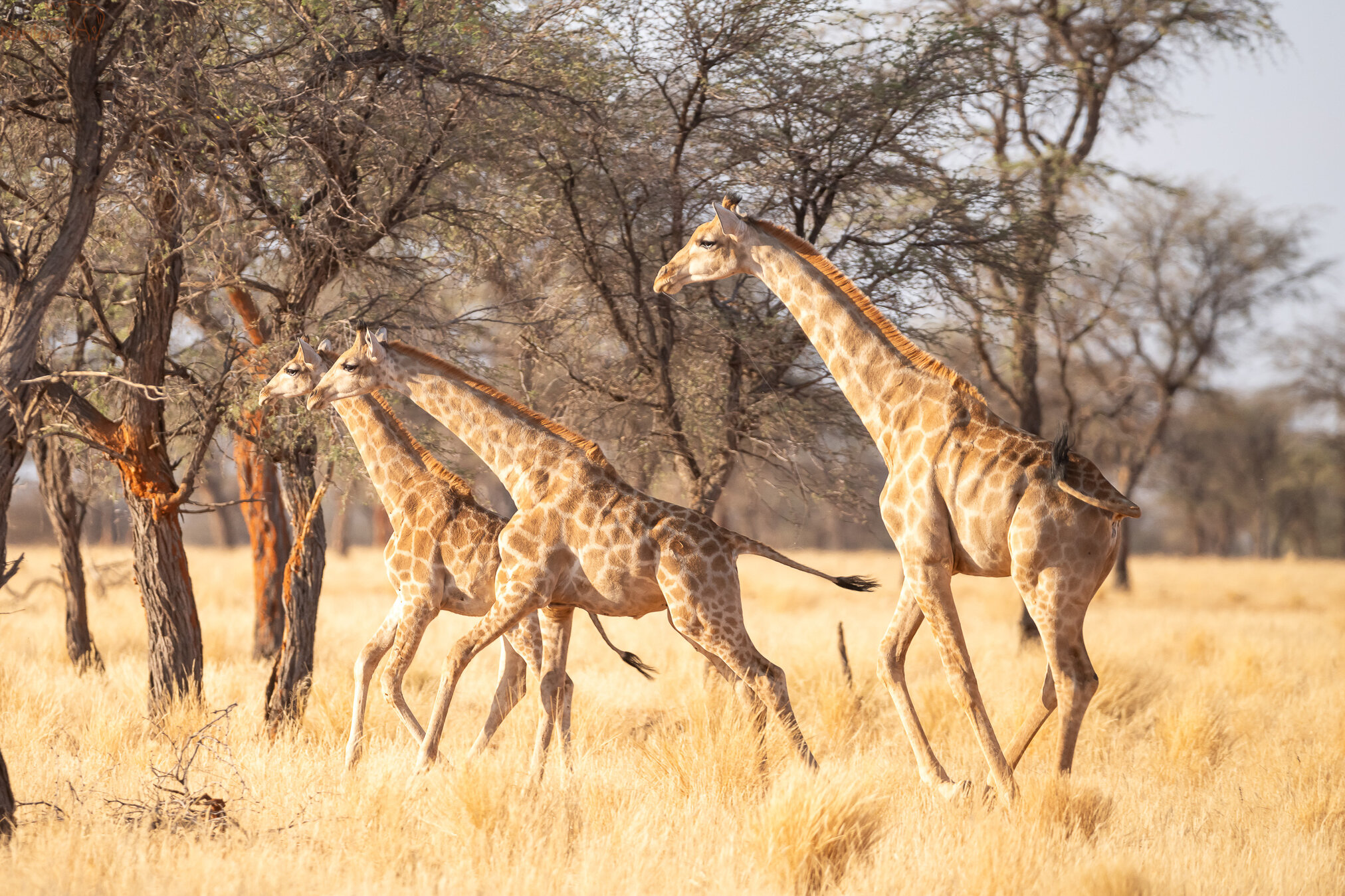 Girafffe im Galopp durch die Baumsavanne