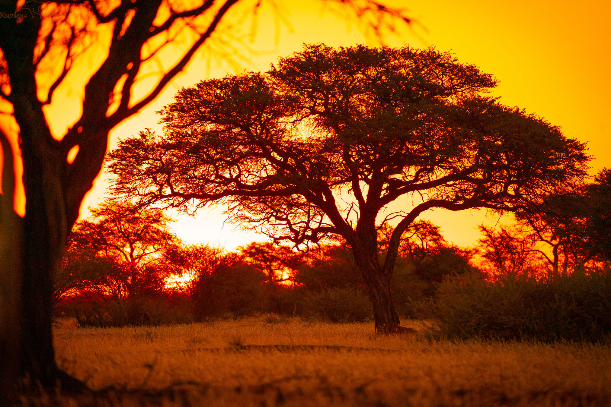 Camelthorn tree in the last light