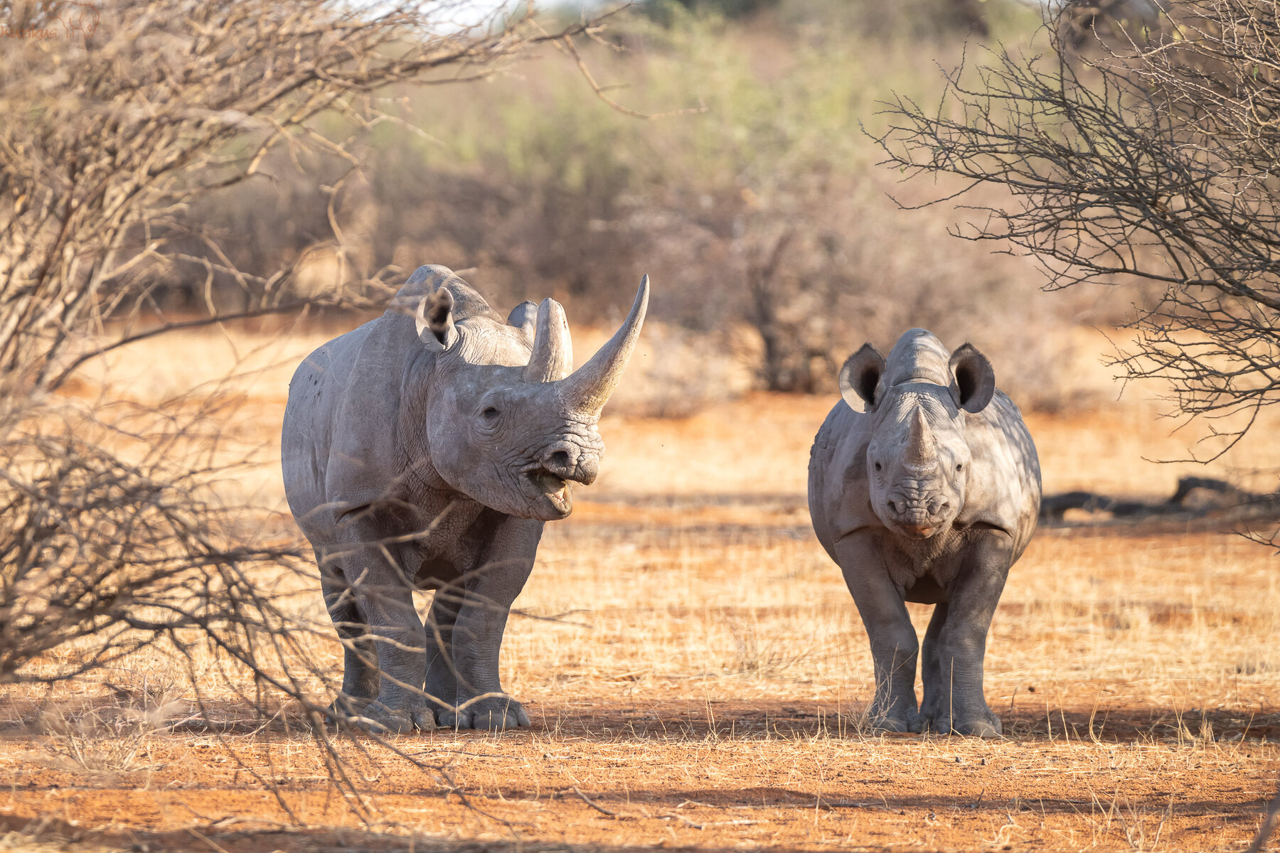 Talking Rhino