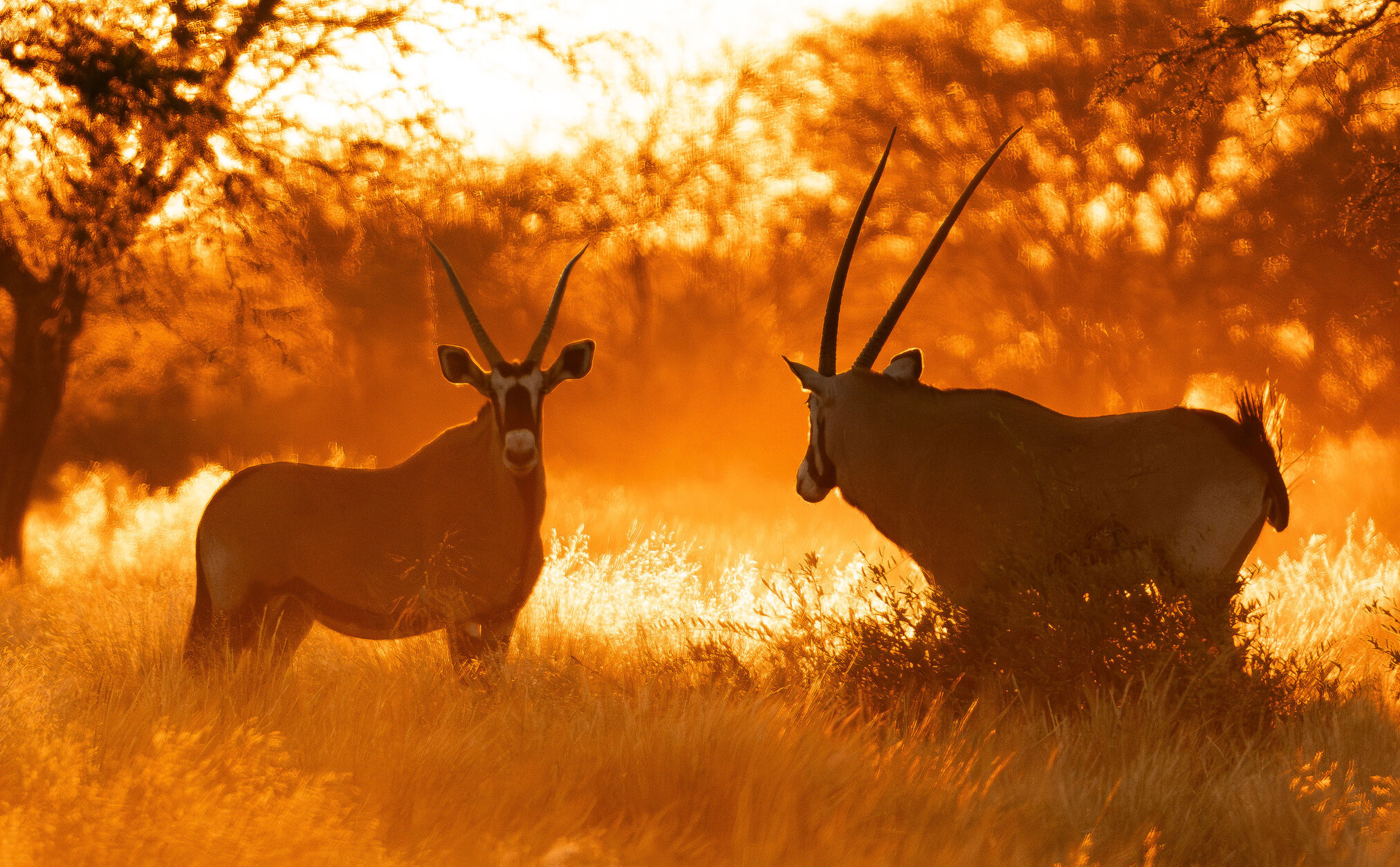 Oryx at first light