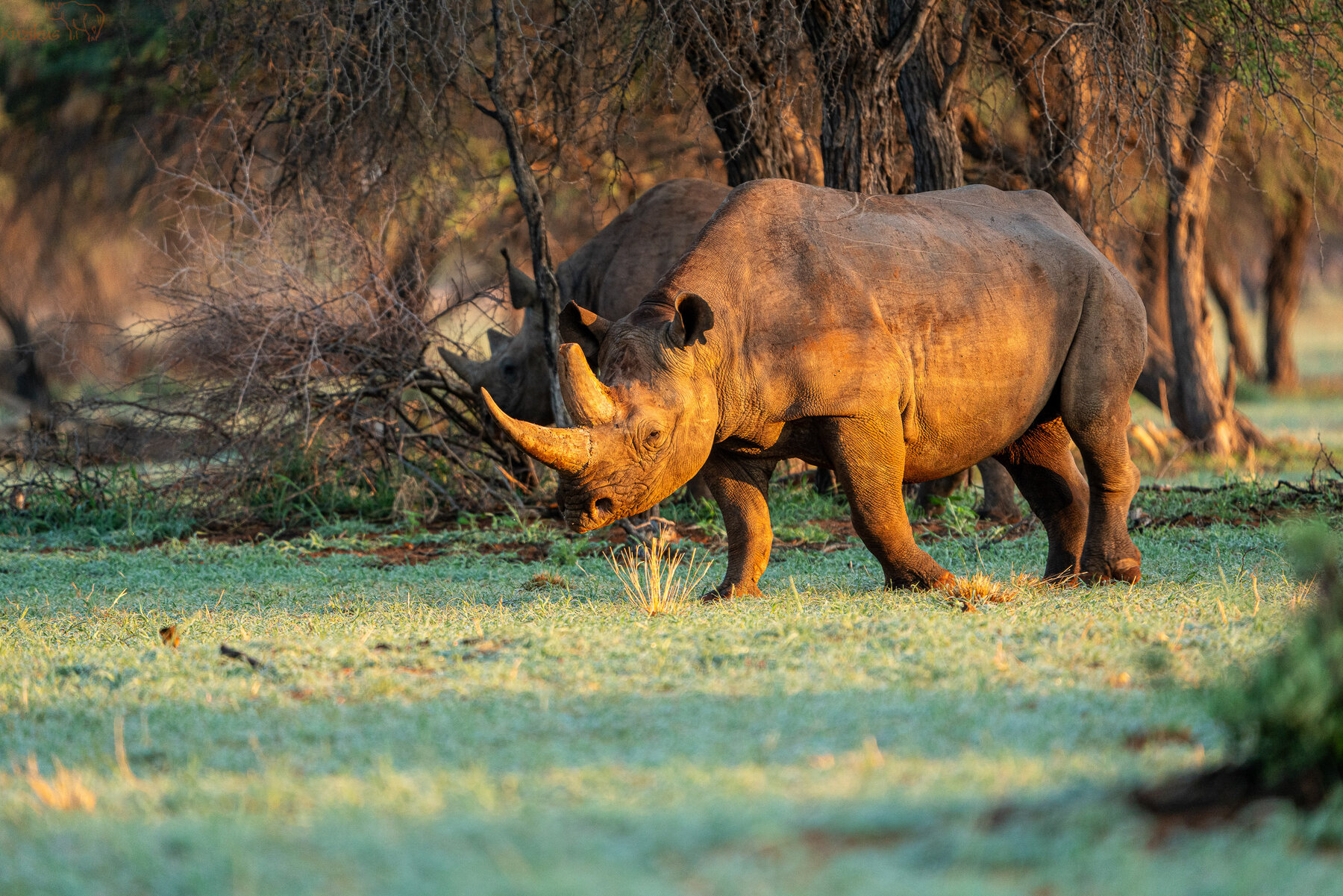 Spitzmaulnashorn auf jungen Sauergrass