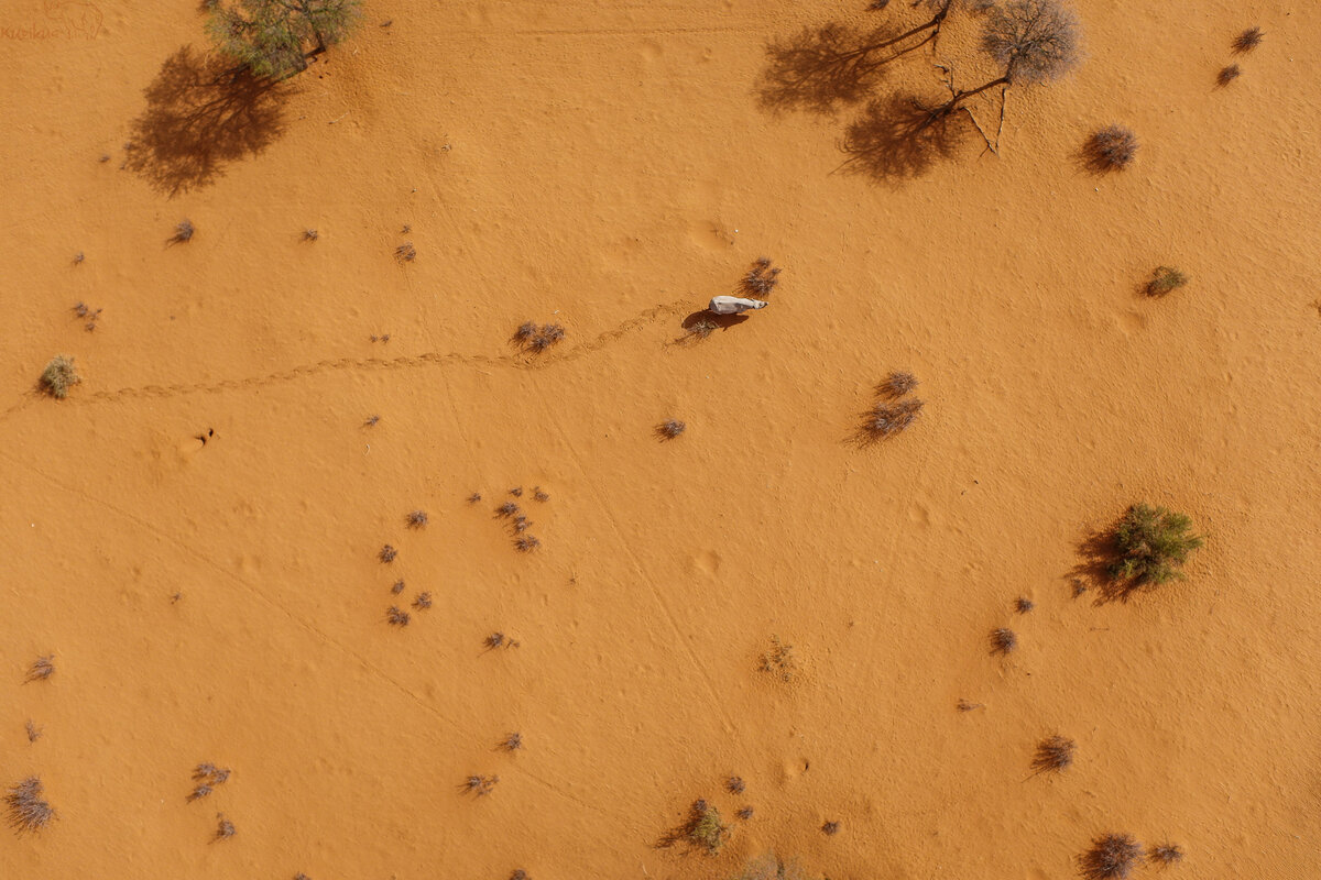 Black Rhino on Kalahari red sand from birds eye