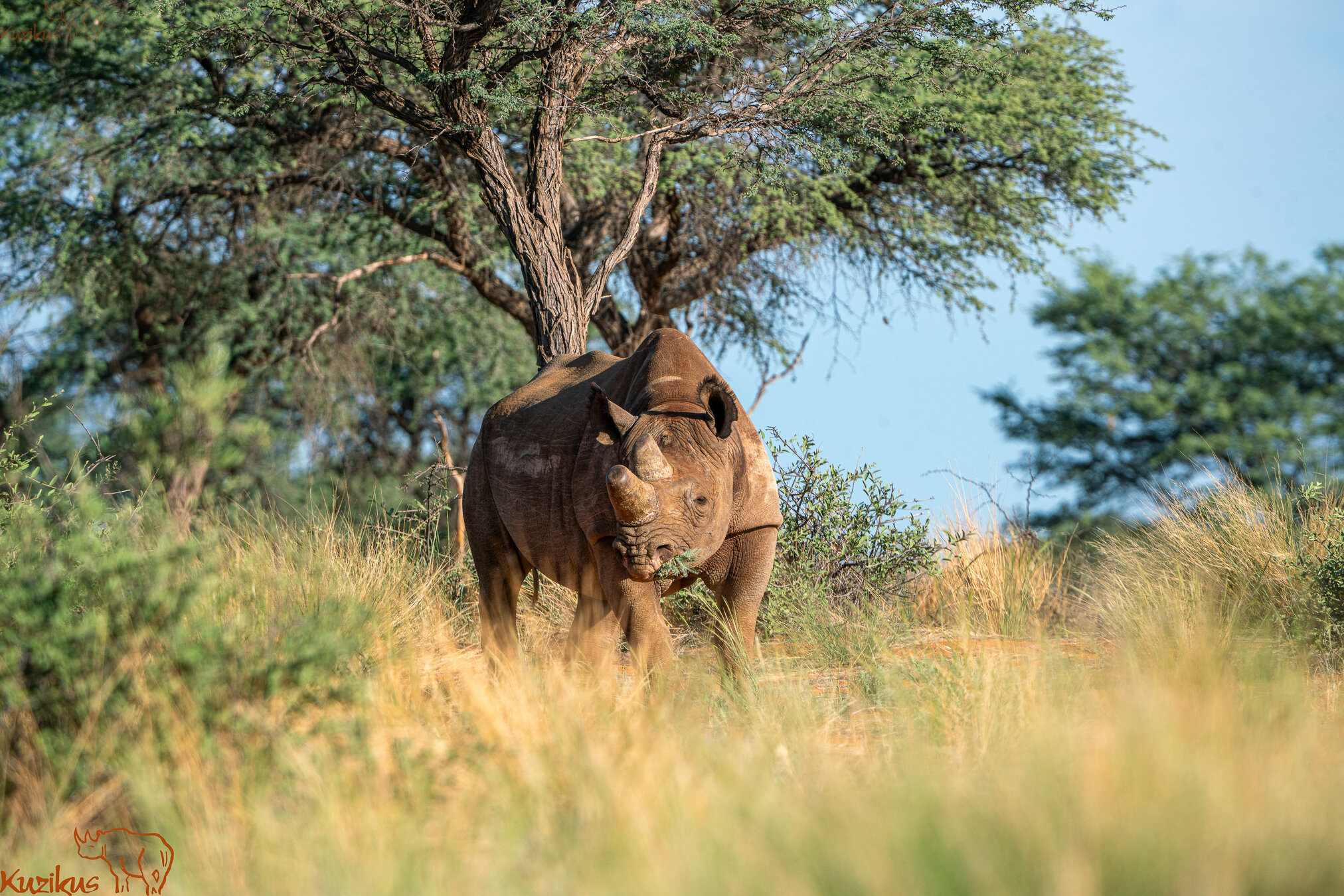 Black Rhino eating herbs 