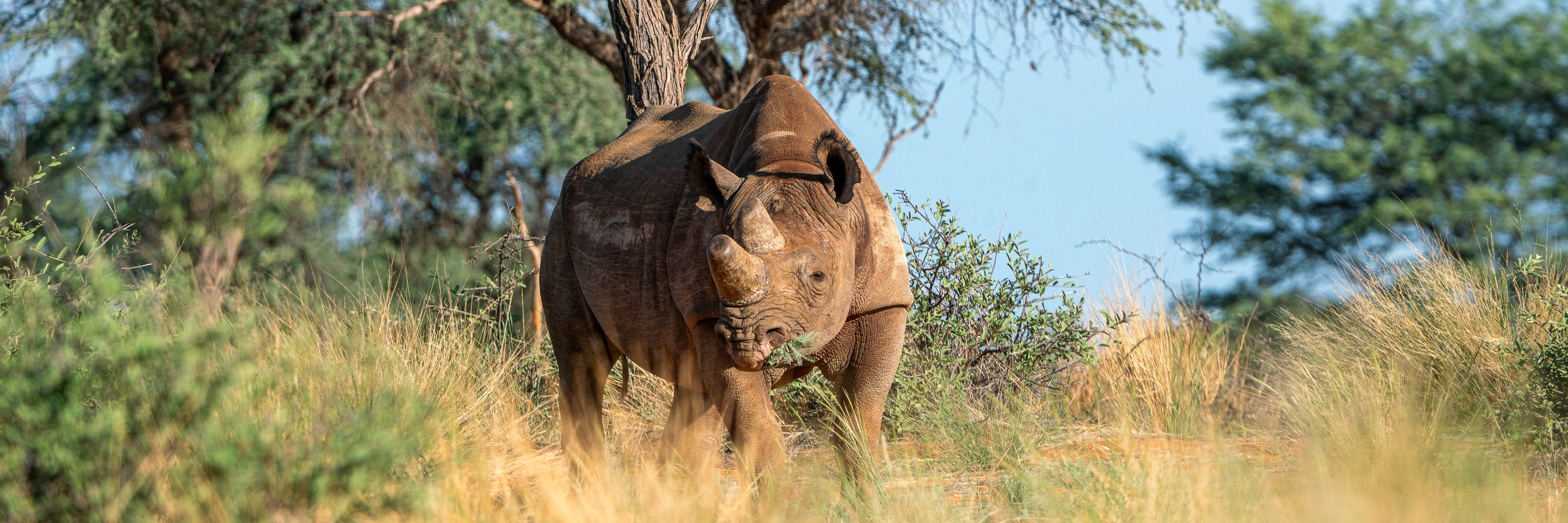 Black Rhino eating herbs 