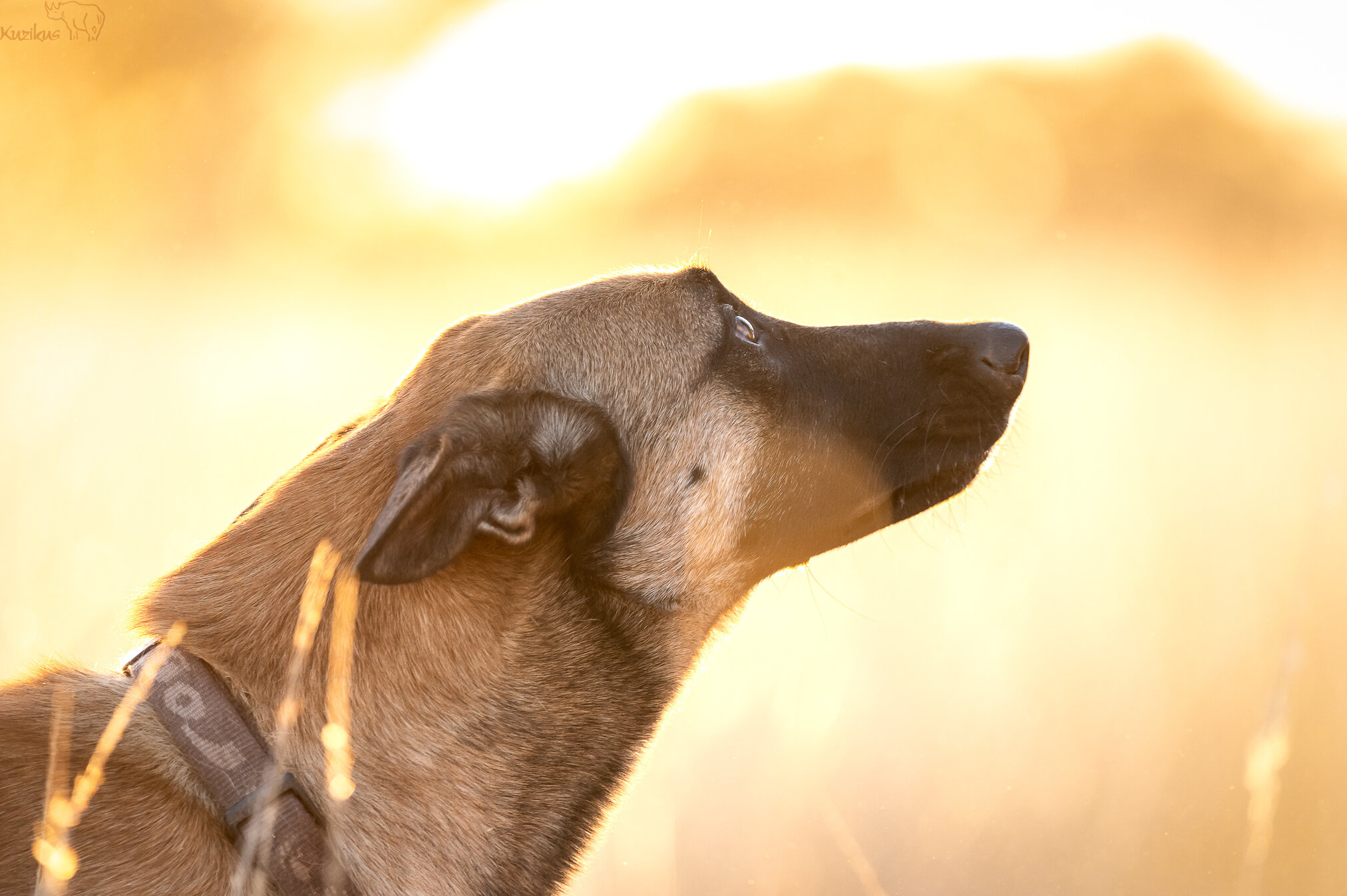 Yemba the Belgian Malinois looking up