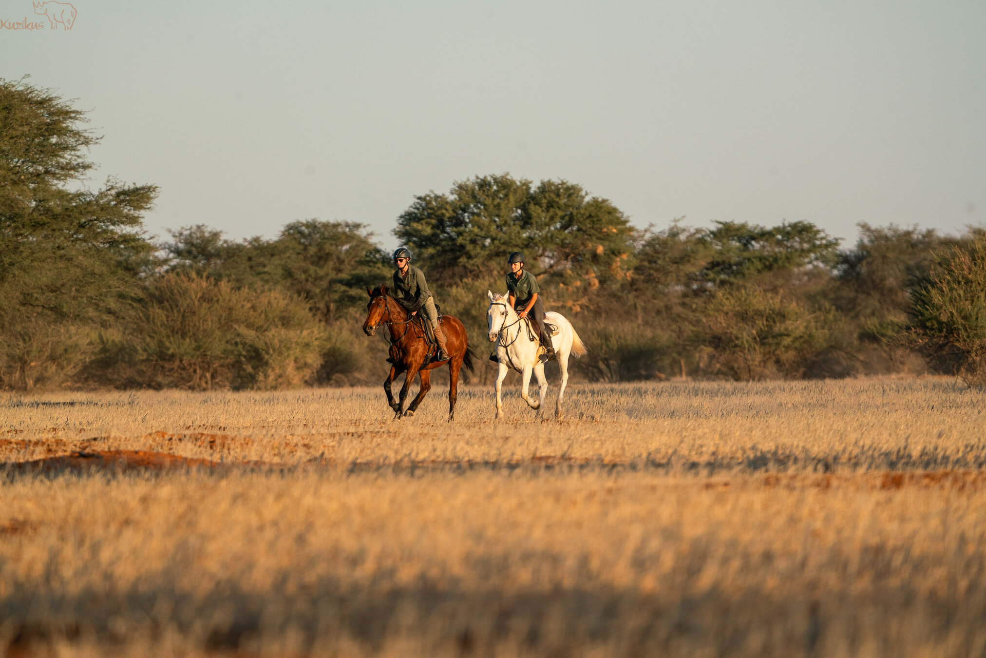 full gallop in the evening light in open plain
