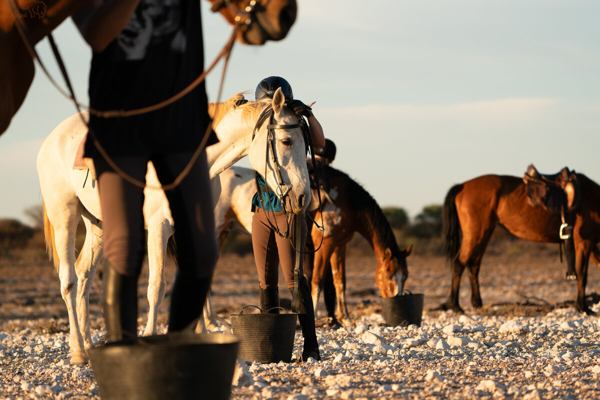 Horses lined up after ride to be untacked