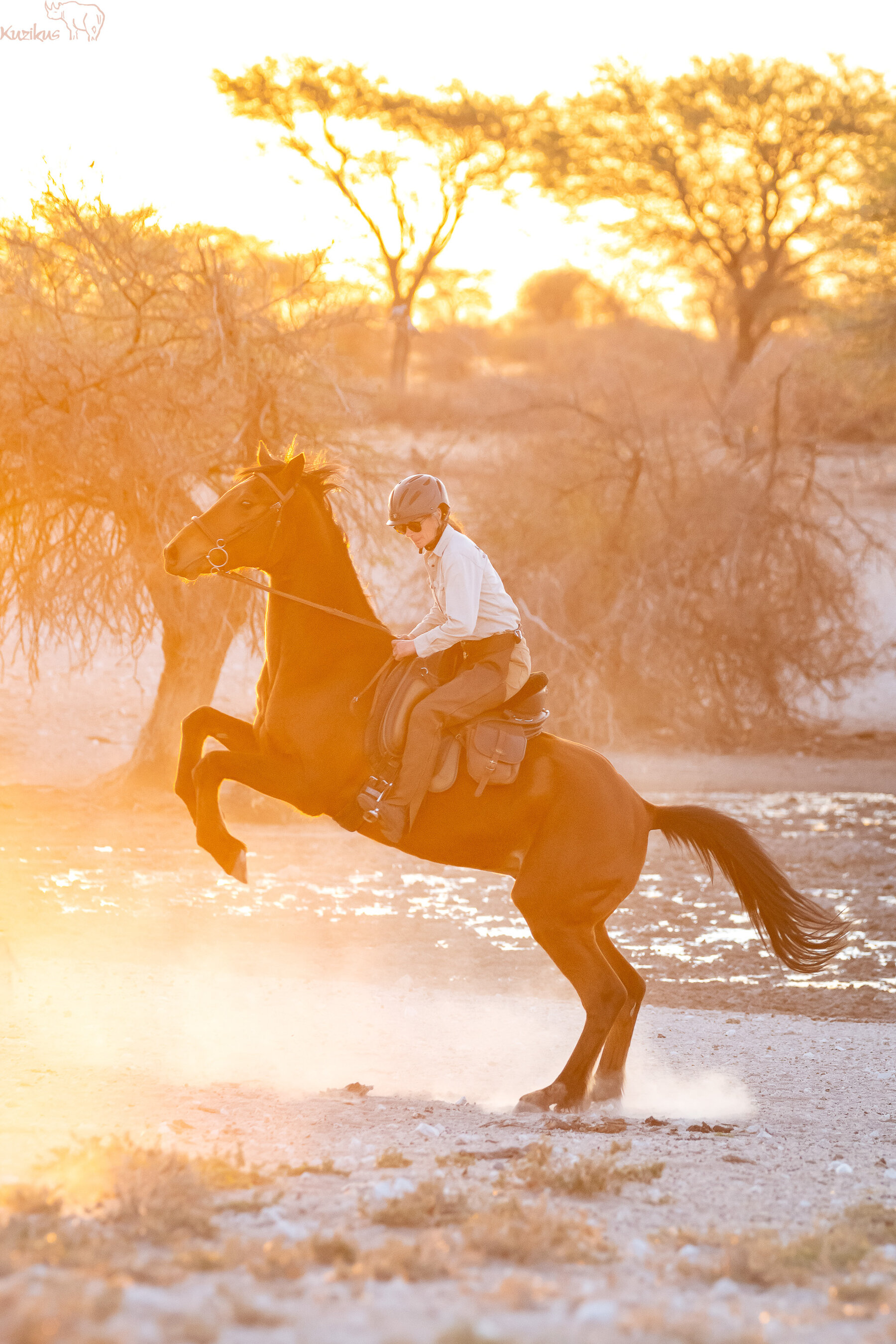 Reiter mit steigenden Pferd im Sonnenuntergang