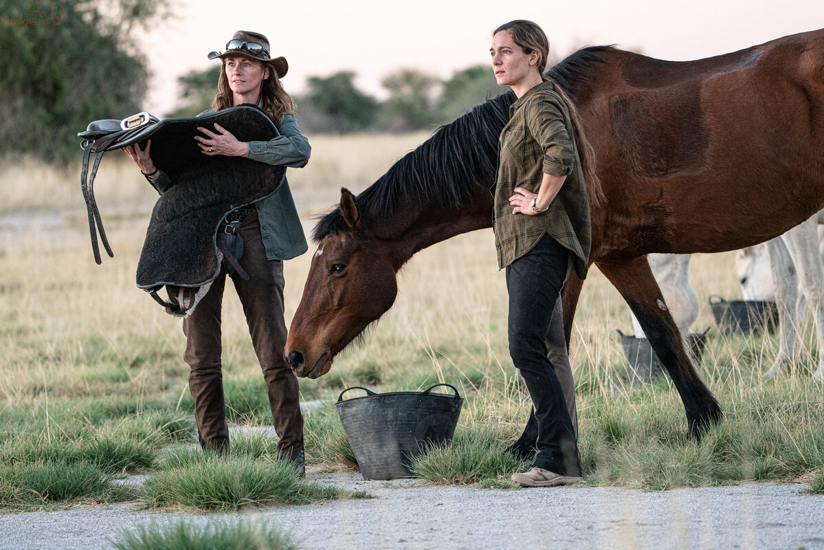 Untacked horse after ride to the saltpan