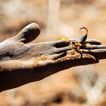 Scorpion on hand of a Khwesan