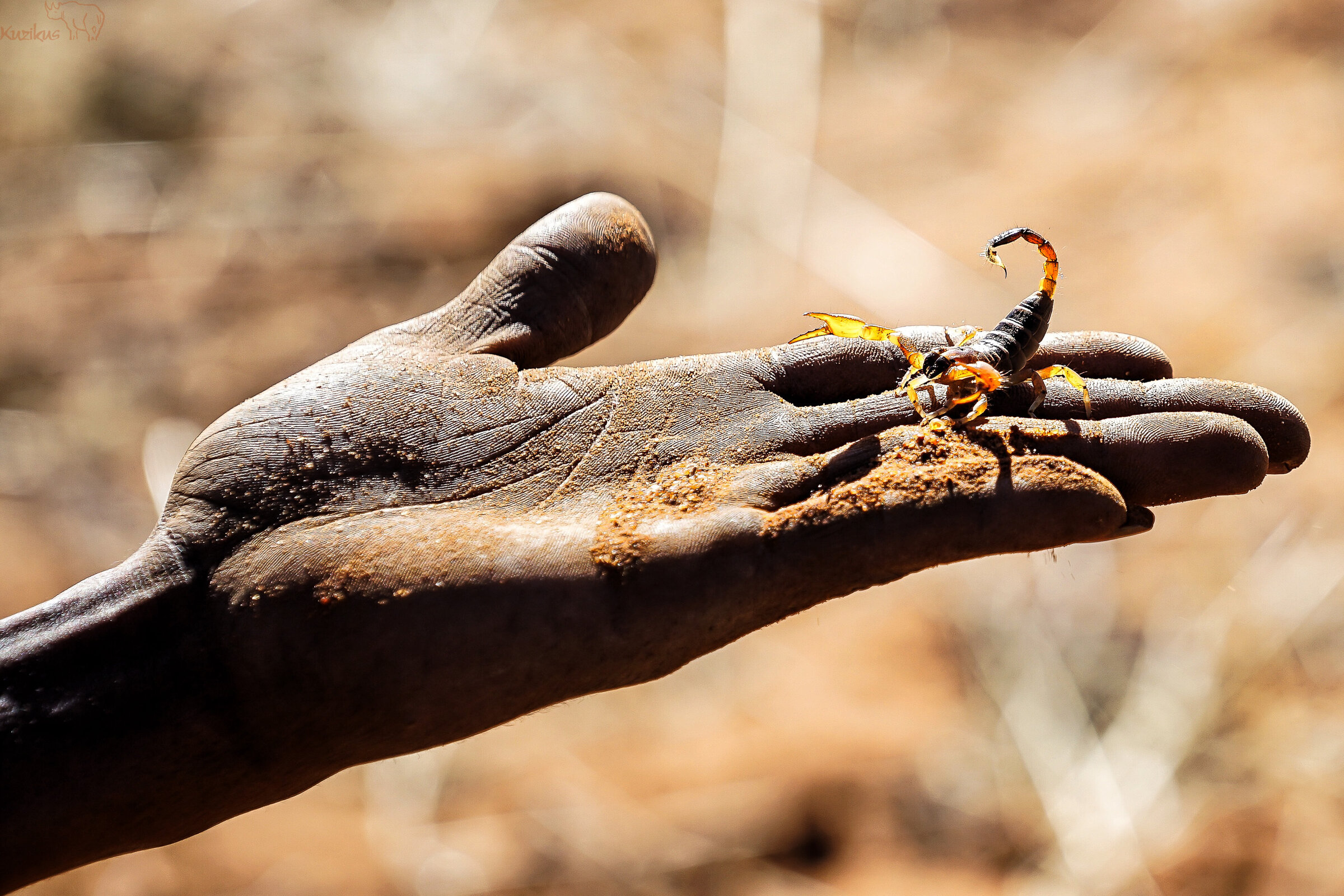 Scorpion on hand of a Khwesan