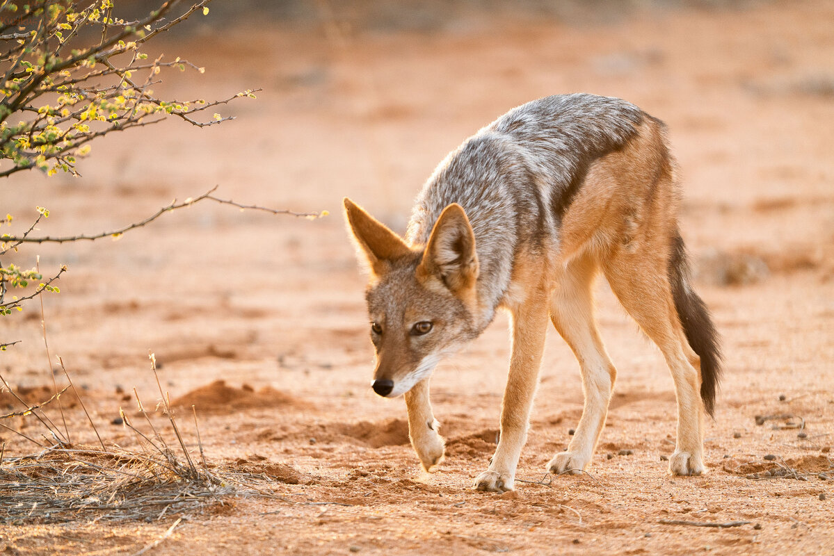 Jackal on Kalahari Sand