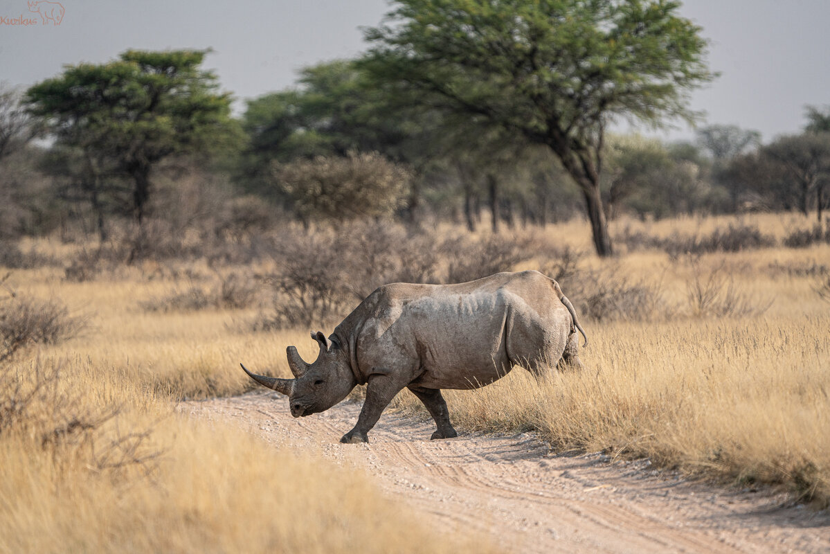 Rhino crossing the farm road