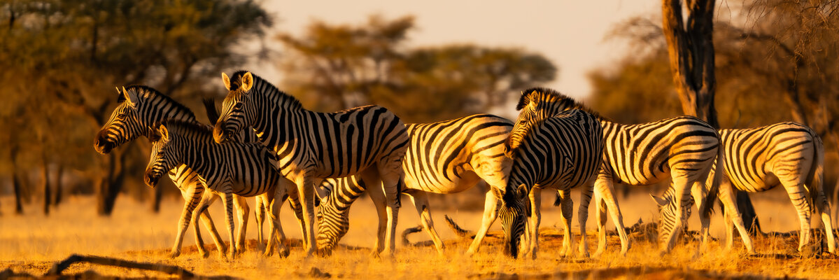 Zebra im gelben Licht