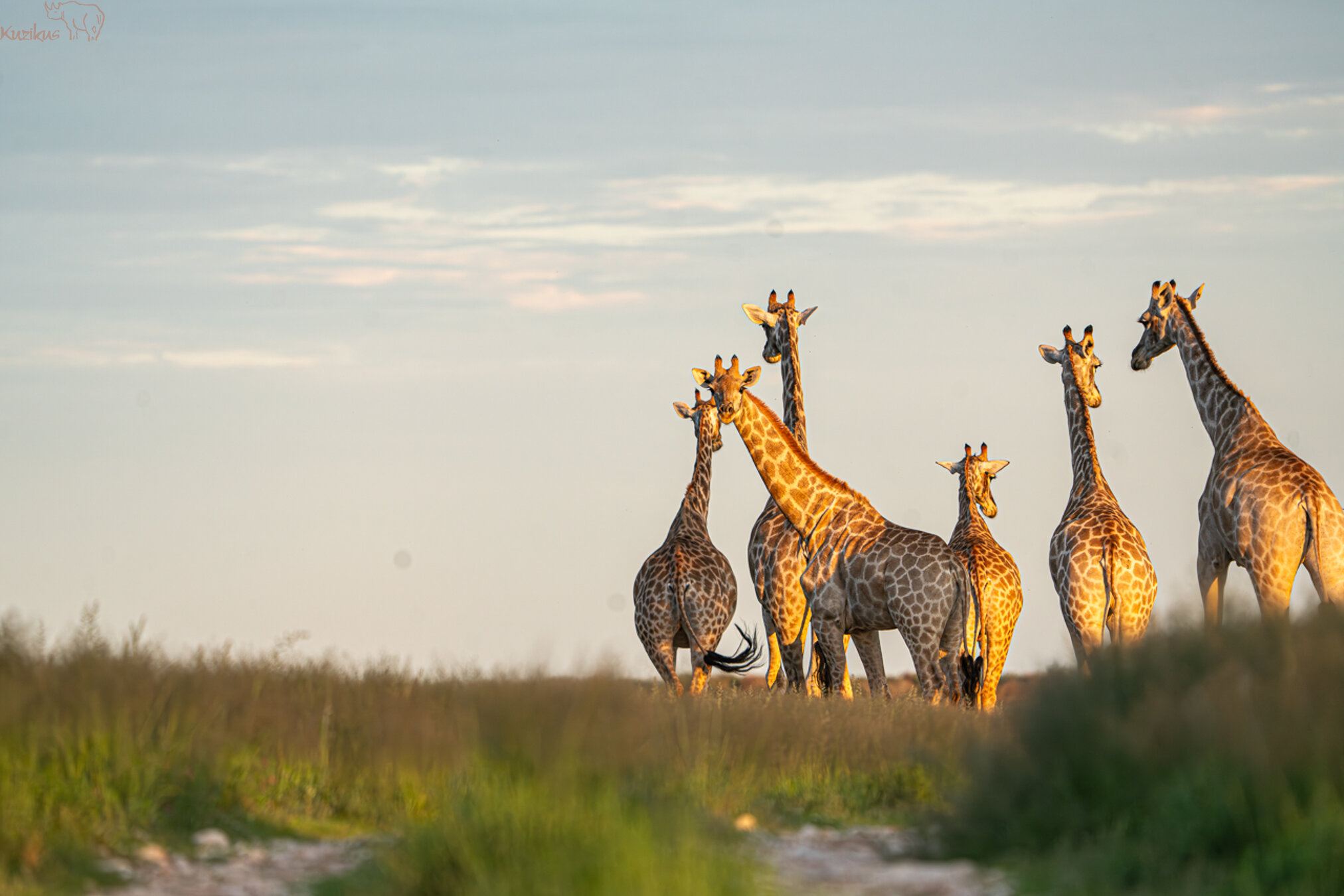 Giraffen im besten Licht