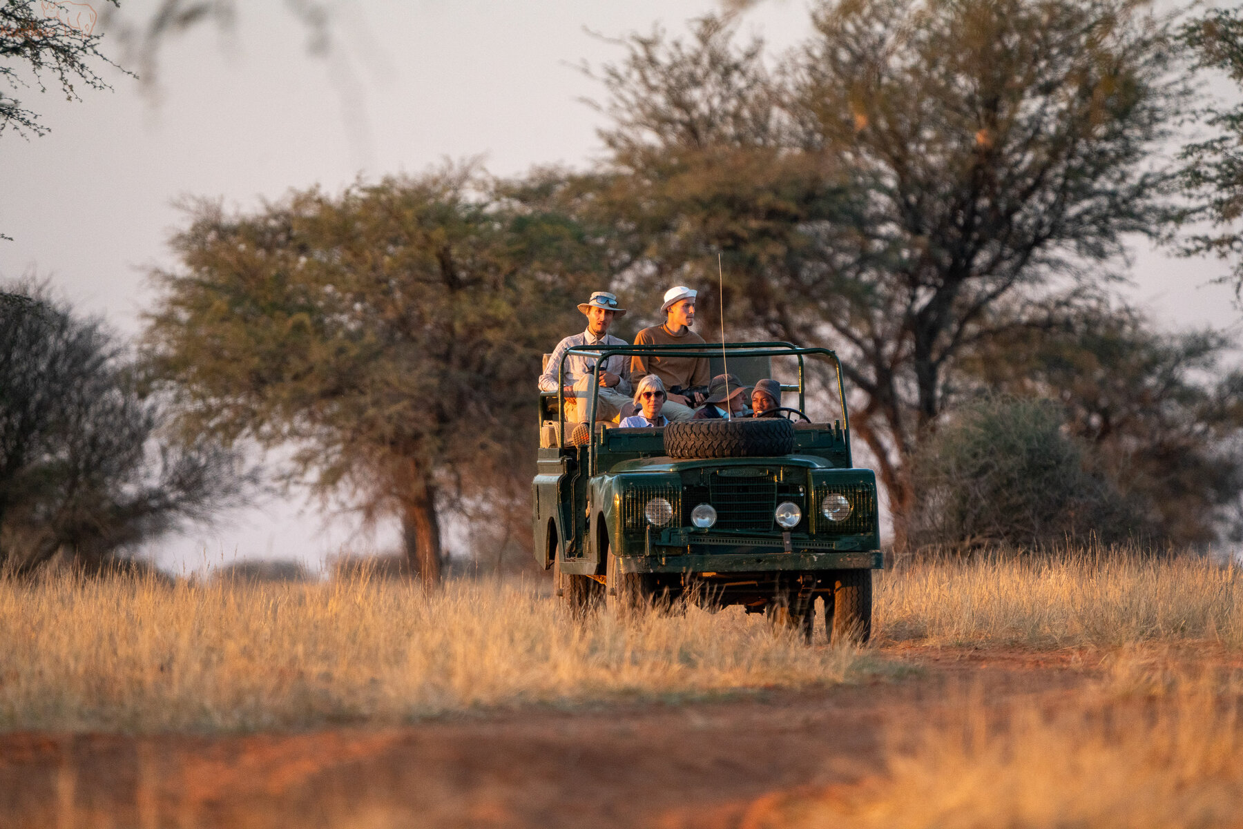Wildbeobachtungsfahrt in offenen Landrover Oldtimer