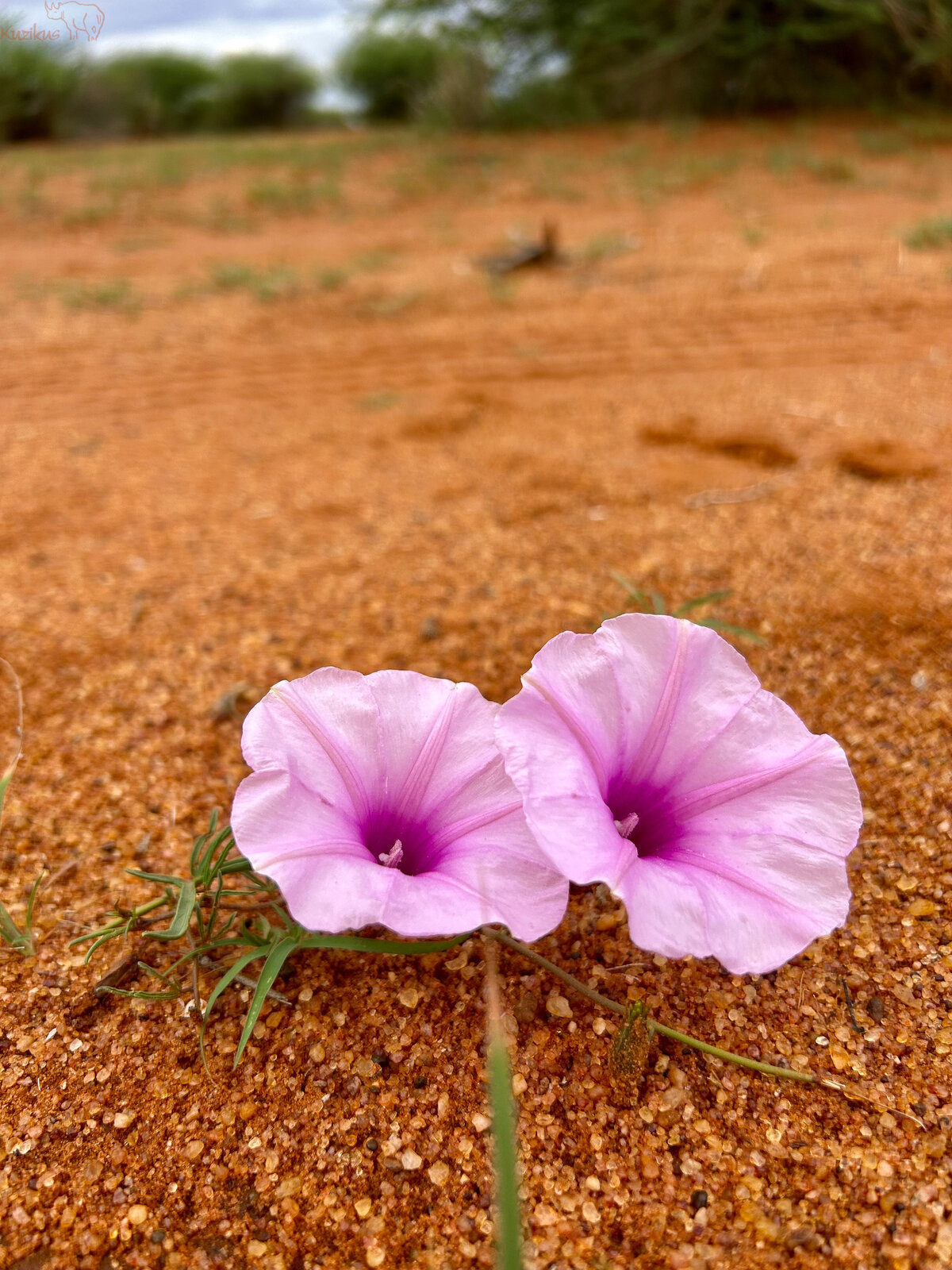 Ipomoea spp in the kalahari sand