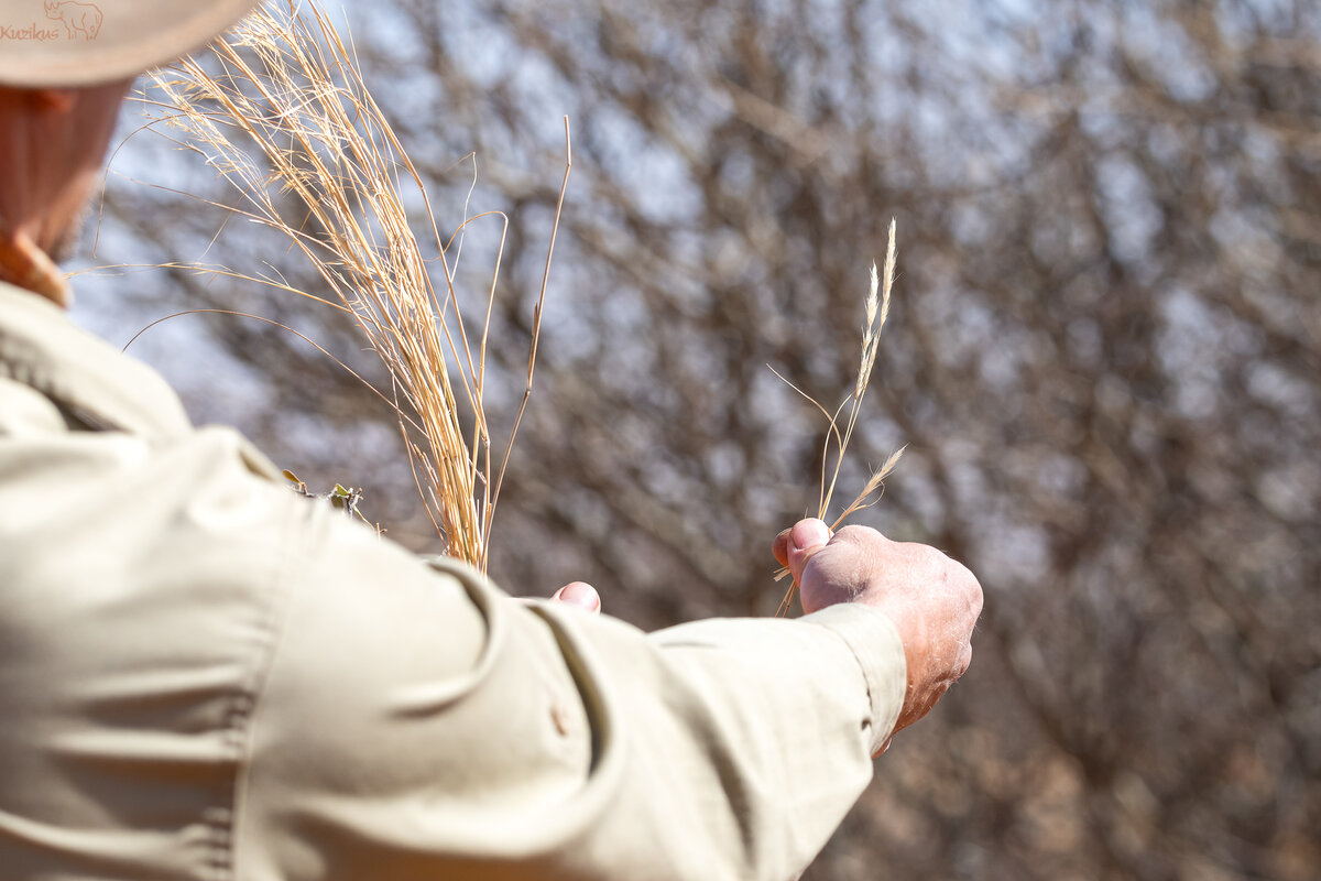 Grasses held up and explained 