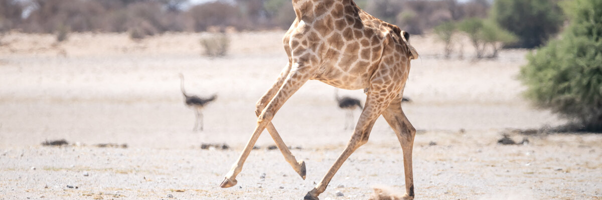 Giraffe im Gallop durch die Kalkpfanne