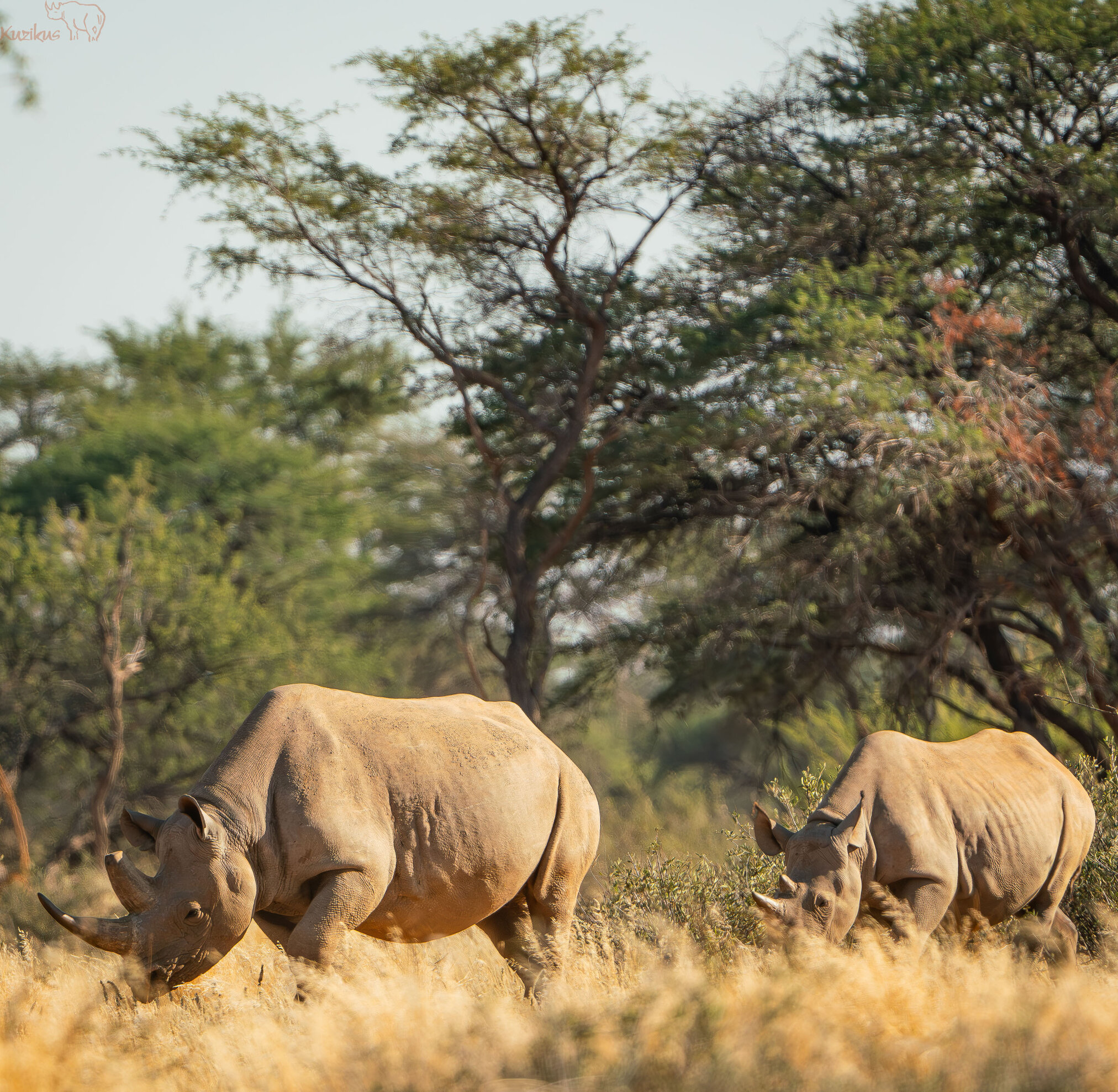 Black rhino with calf in the grass